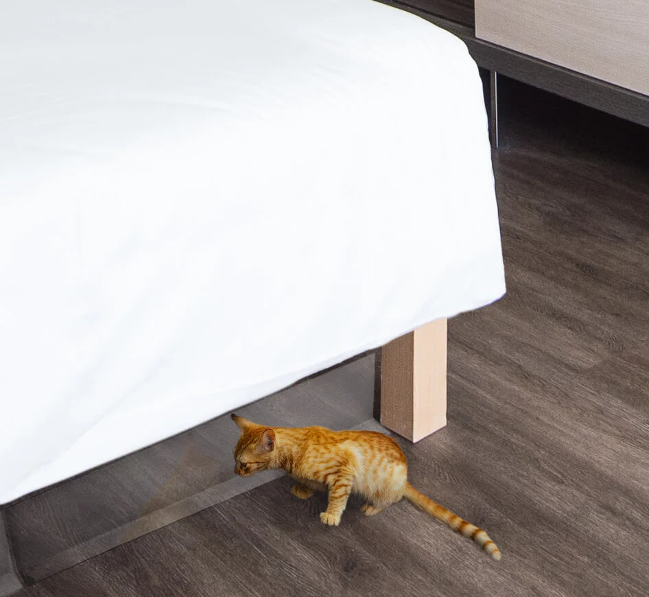 CatFinal2.jpg
