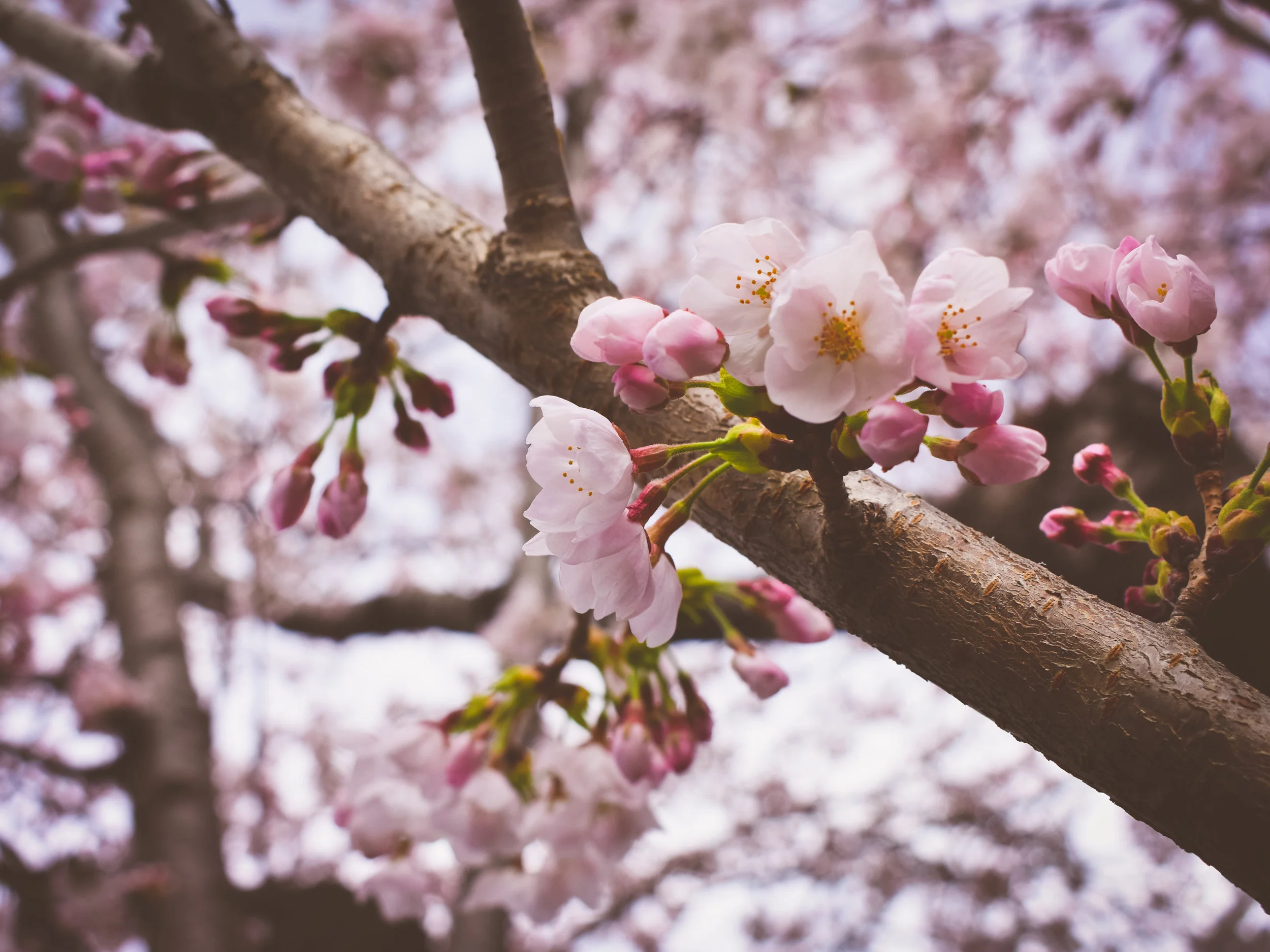 day 3-cherry.jpg
