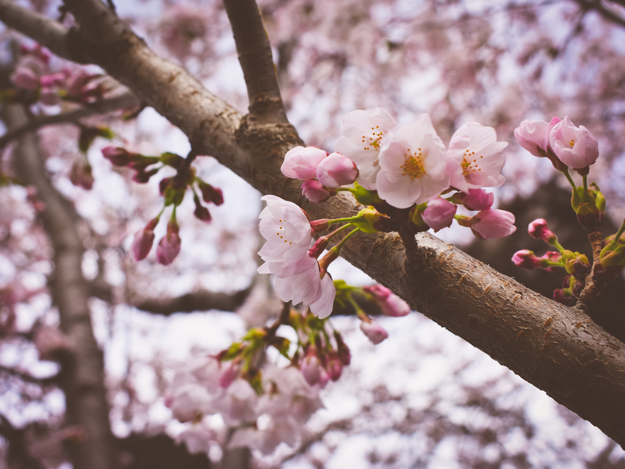 day 3-cherry.jpg