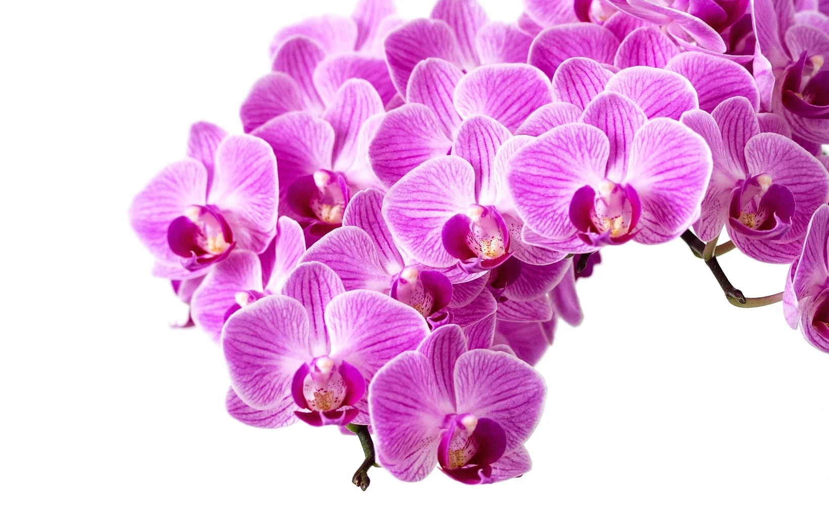 flower-2029606_1920.jpg