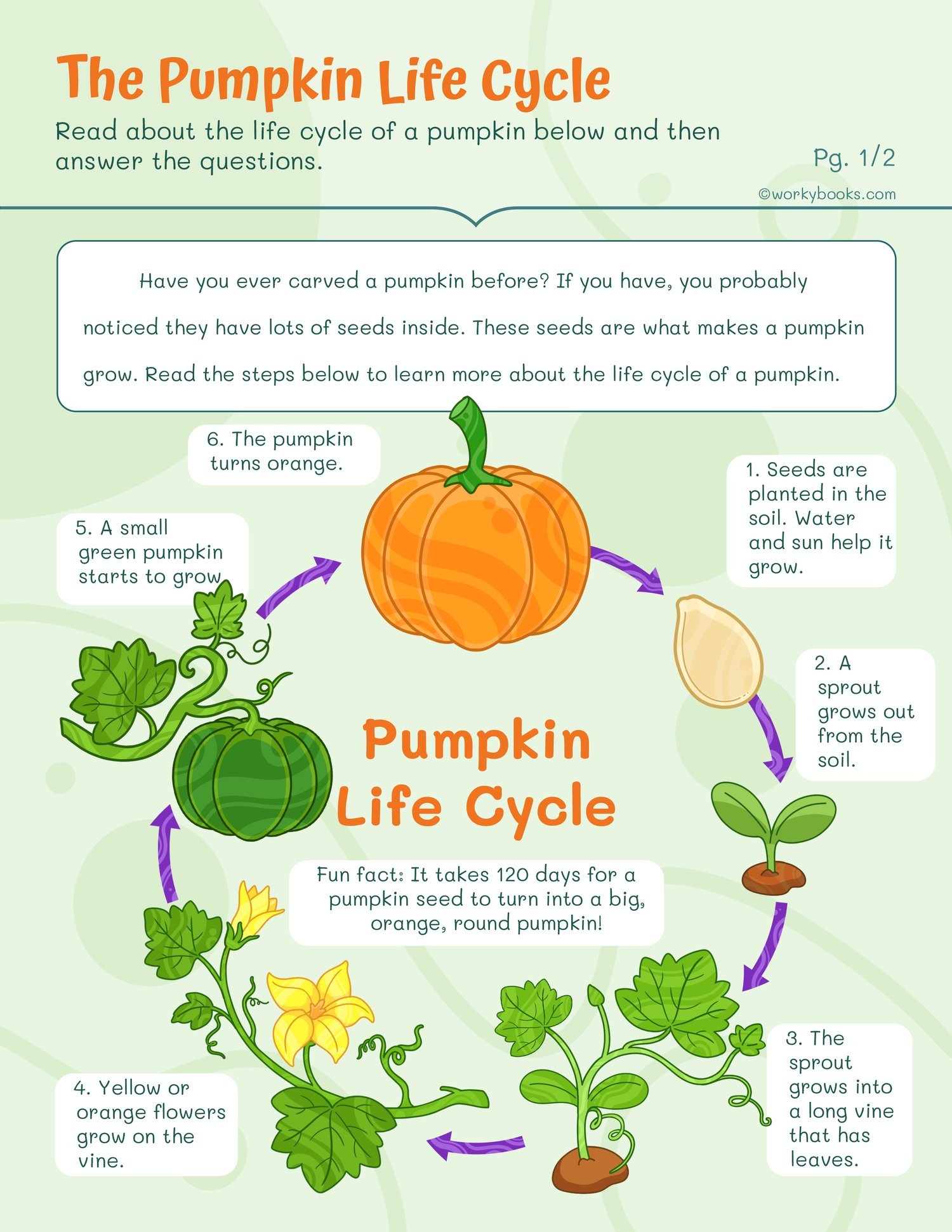 Pumpkin_Life_Cycle_Aiden_Khuiphum.jpg