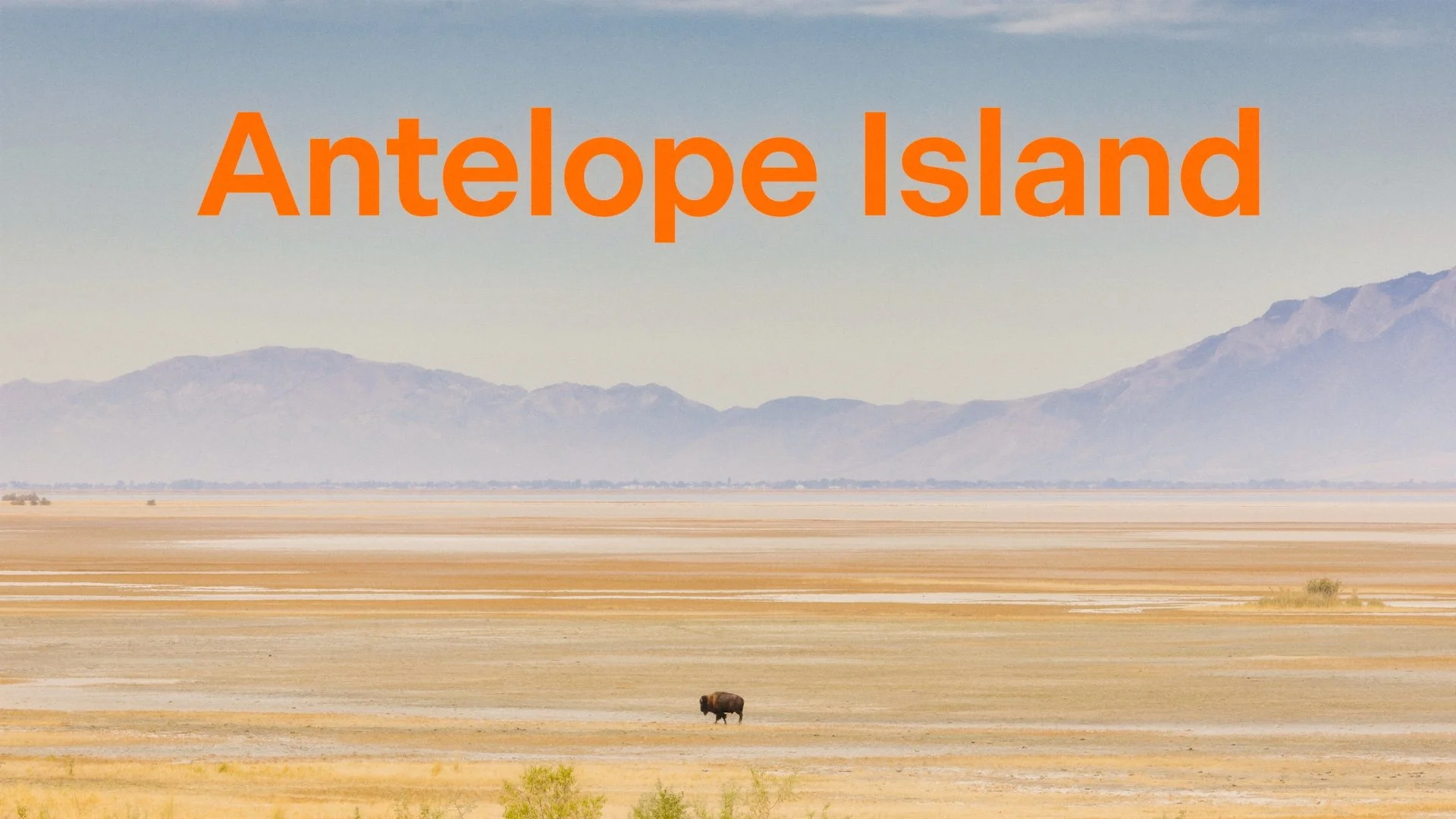 Antelope_thumb 2.jpeg