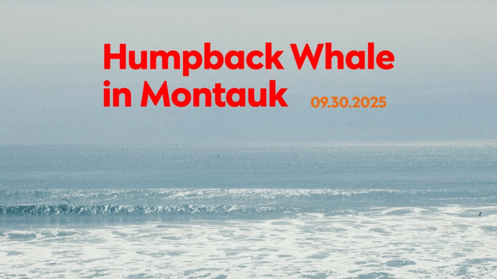 Humpback Whale thumb 2.jpg