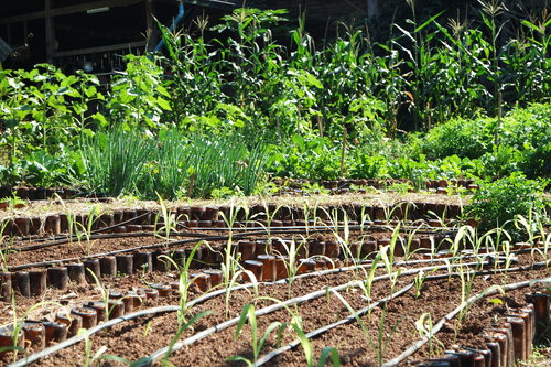 What Is The Optimal Garden Bed To Grow Vegetables These 6 Beds