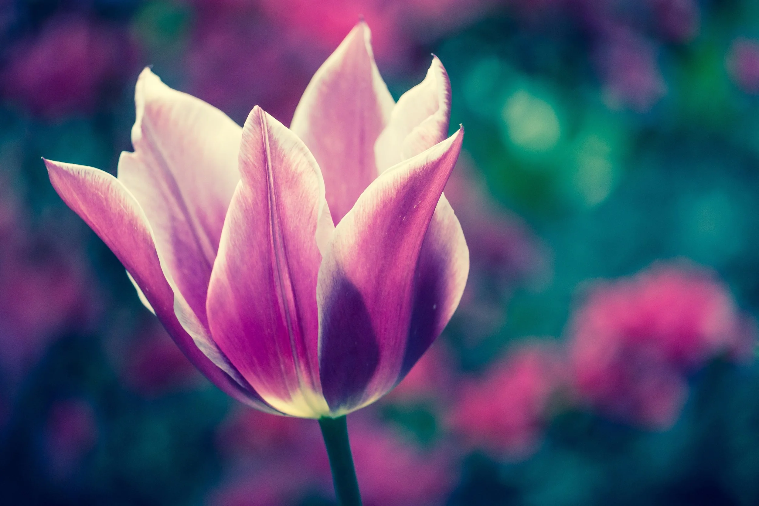flower .jpg