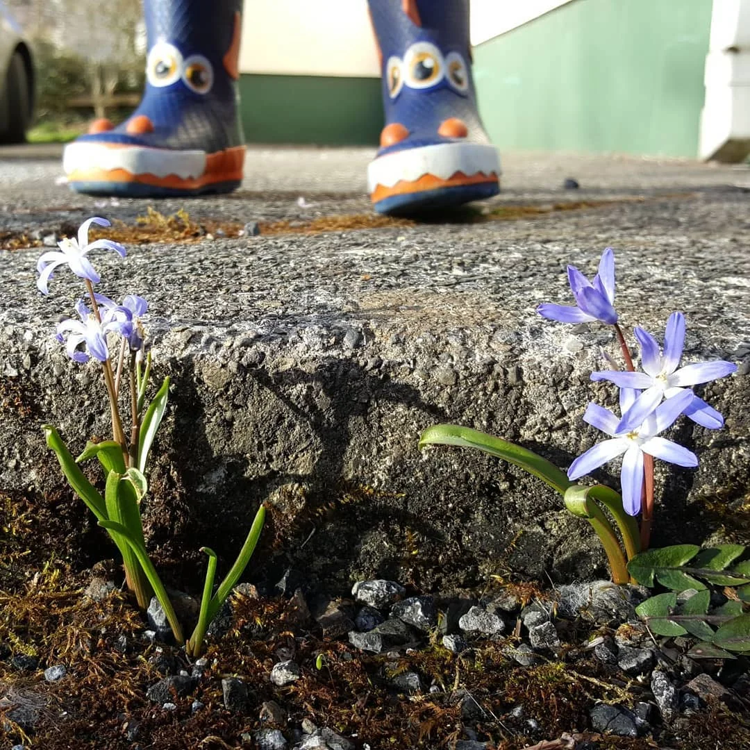 Tenacious blooms in my driveway - nature will always find a way….