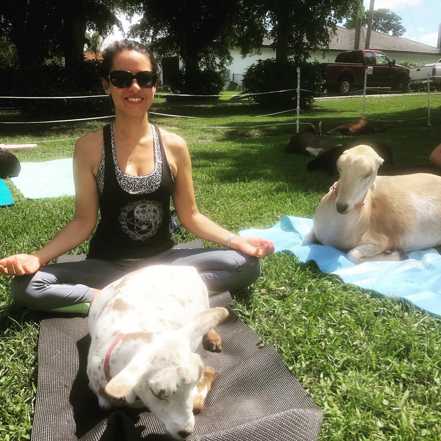 Happy Summer Solstice!! Celebrating with goat yoga @downwardgoat 💕🐐 these guys are so lovable!! #yogawithlittlegoats #summersolstice2020 #greatfatherspirit