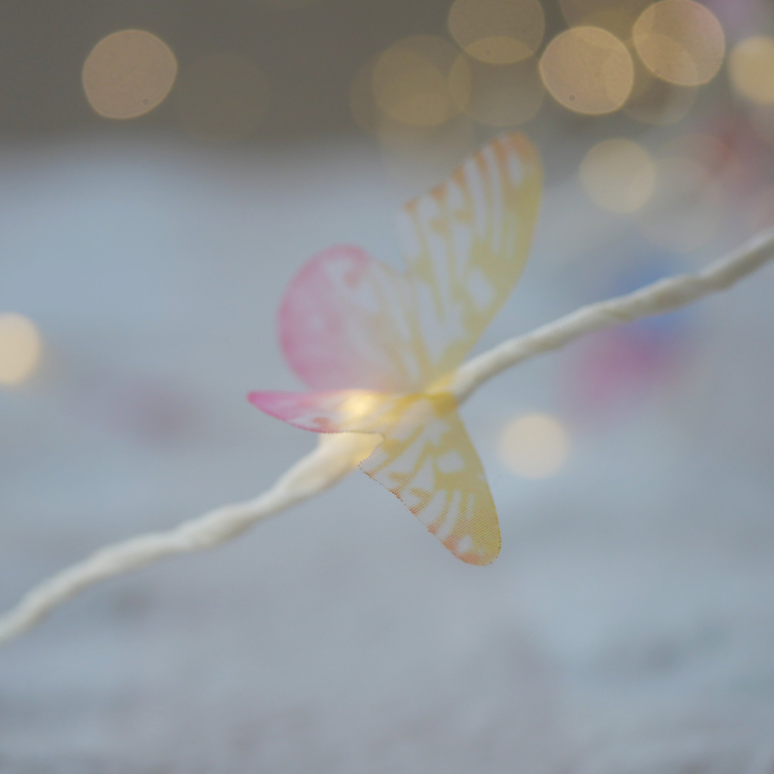 Ivory Butterfly string3.jpg