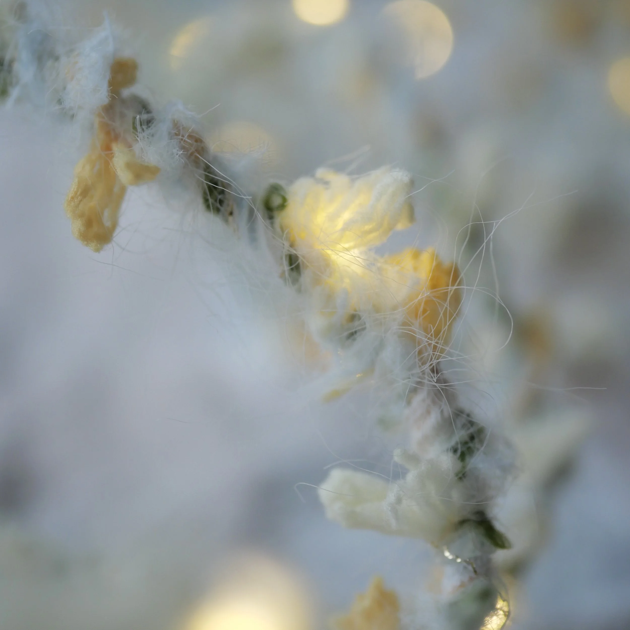 WIld Flower_Narcissi5.jpg