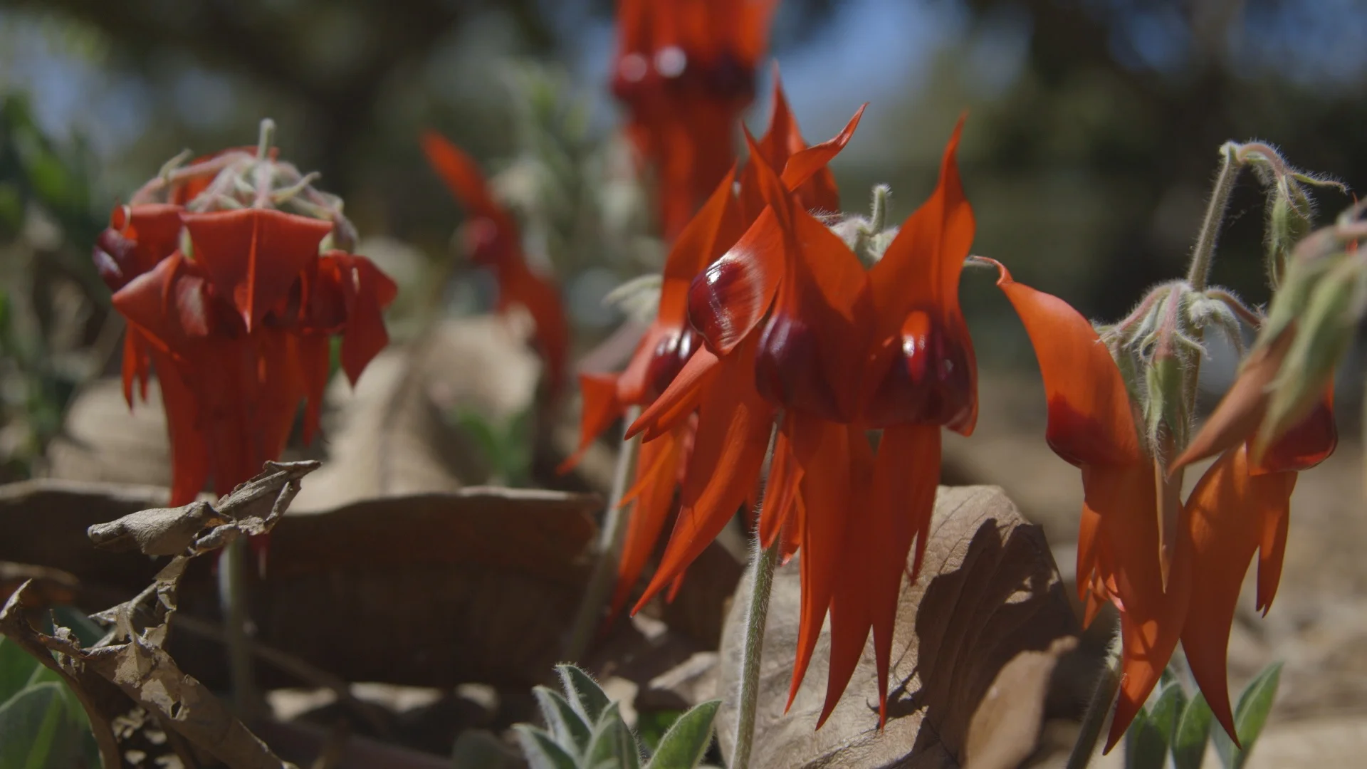 Sturt Desert Pea.jpg