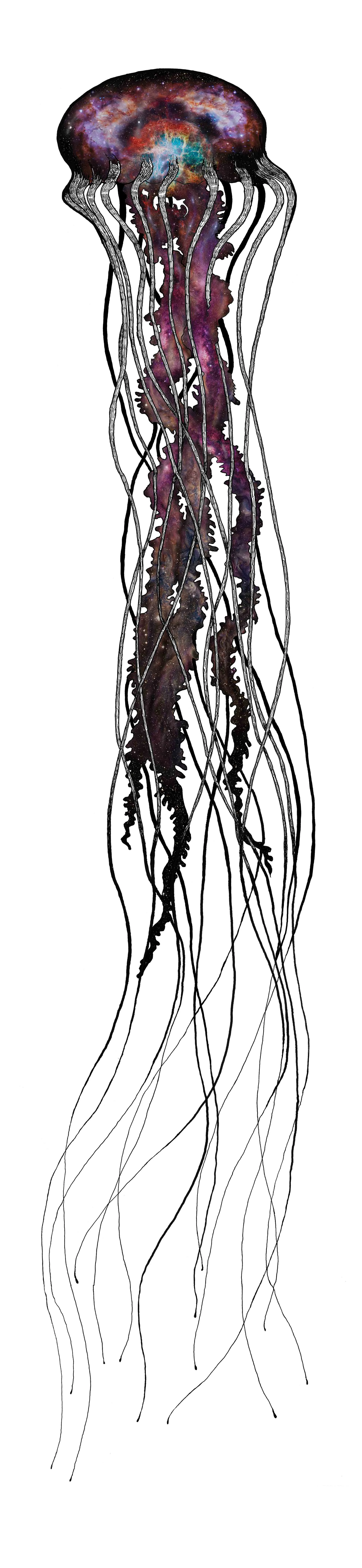 Jellyfish