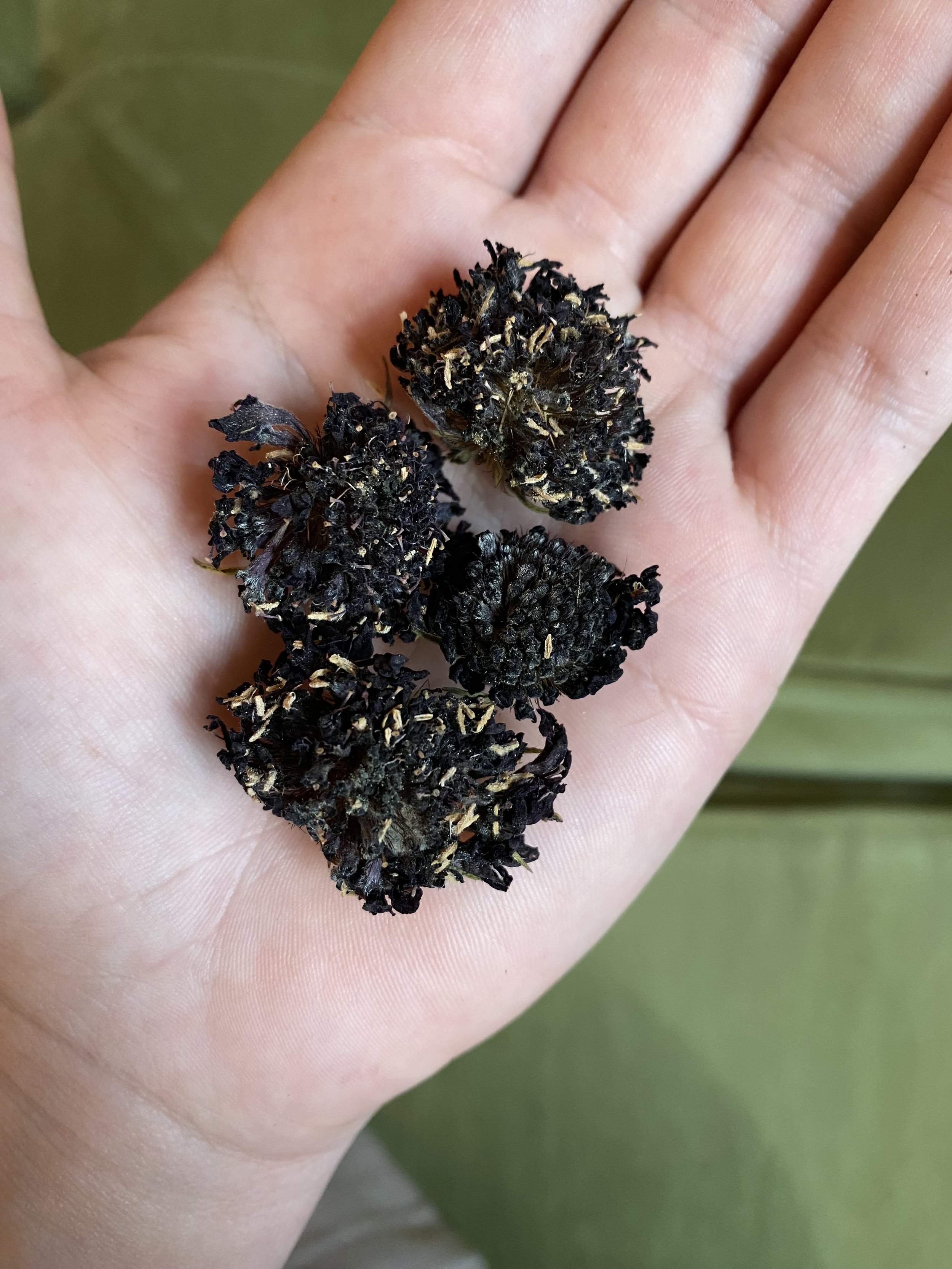 Dried Scabiosa to Use for Dye