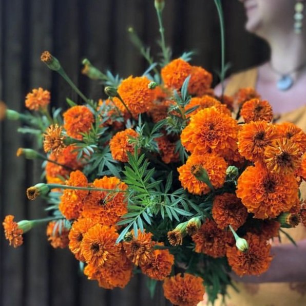 Marigold Harvest