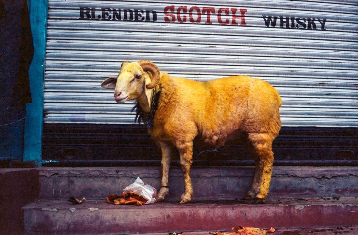 20161128-ektar100-12-india-39.jpg