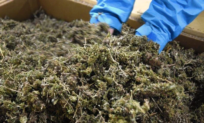 hemp.jpeg