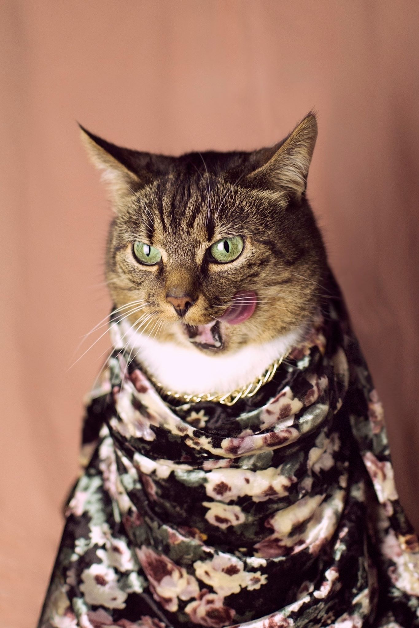 Petal Purrfection