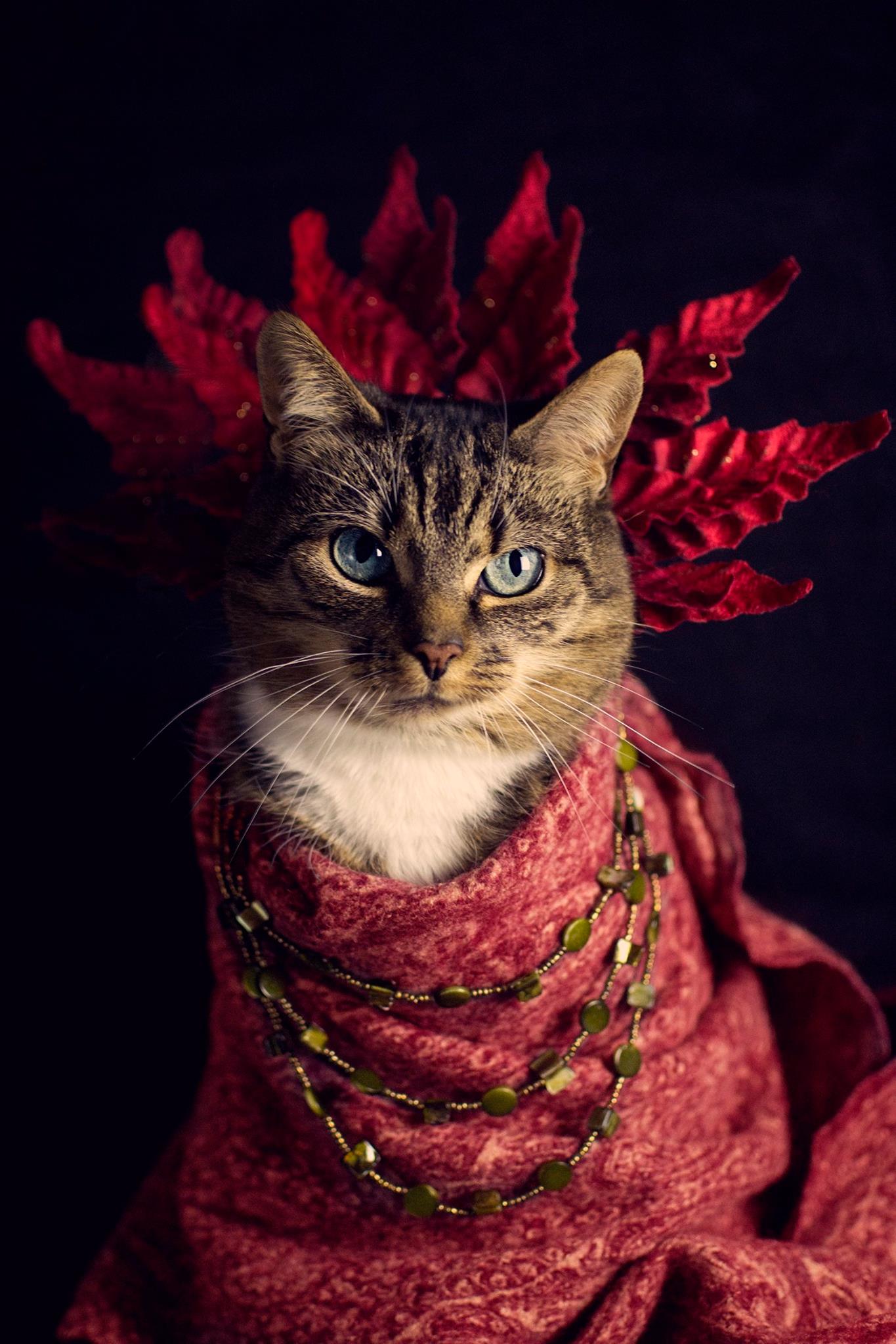 Feline and the Fall