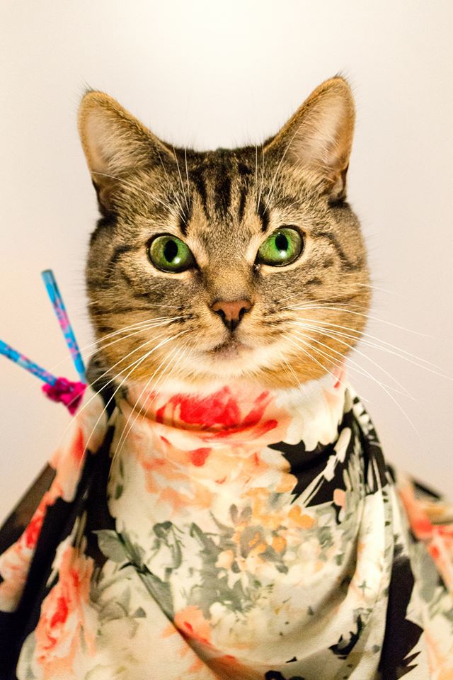 Geisha Cat