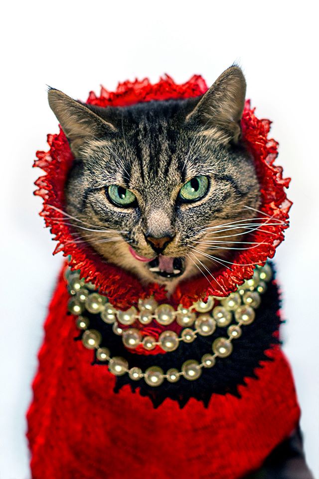 Count Catula