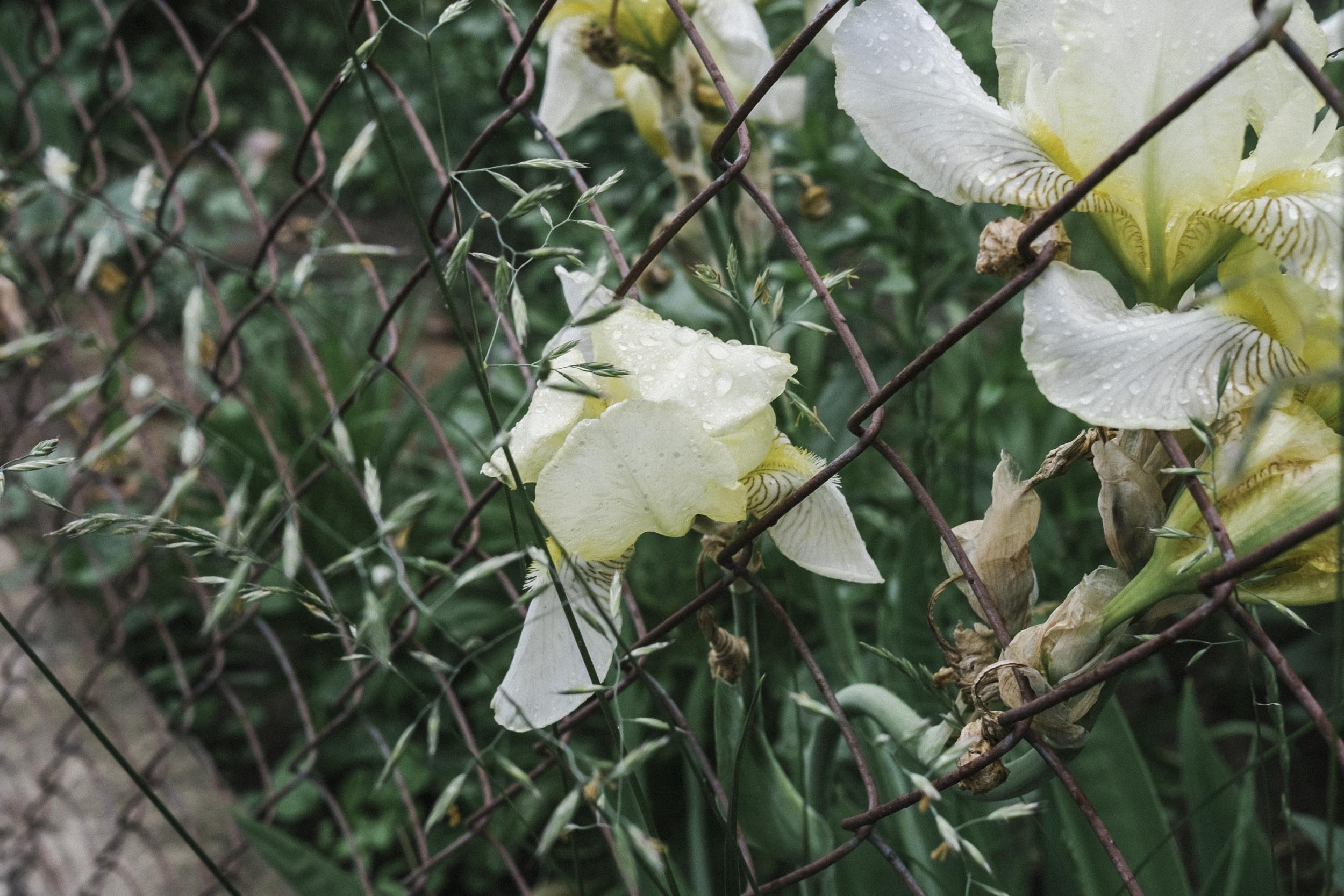 Flower next to the fence
