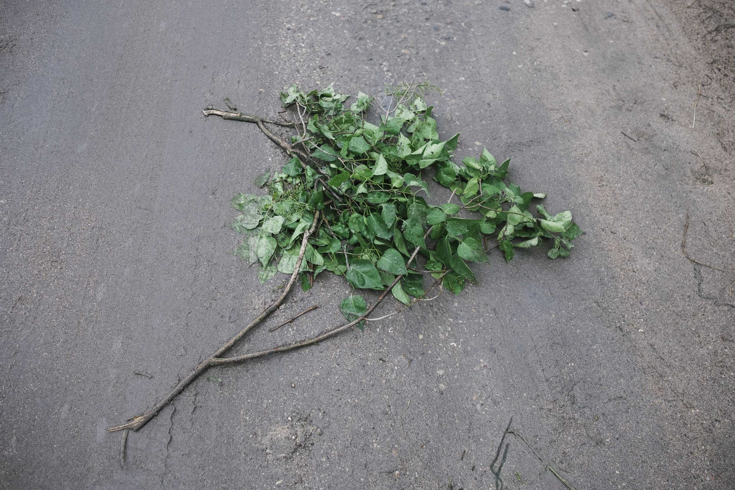 Broken branch on the road