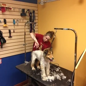 grooming2.jpg