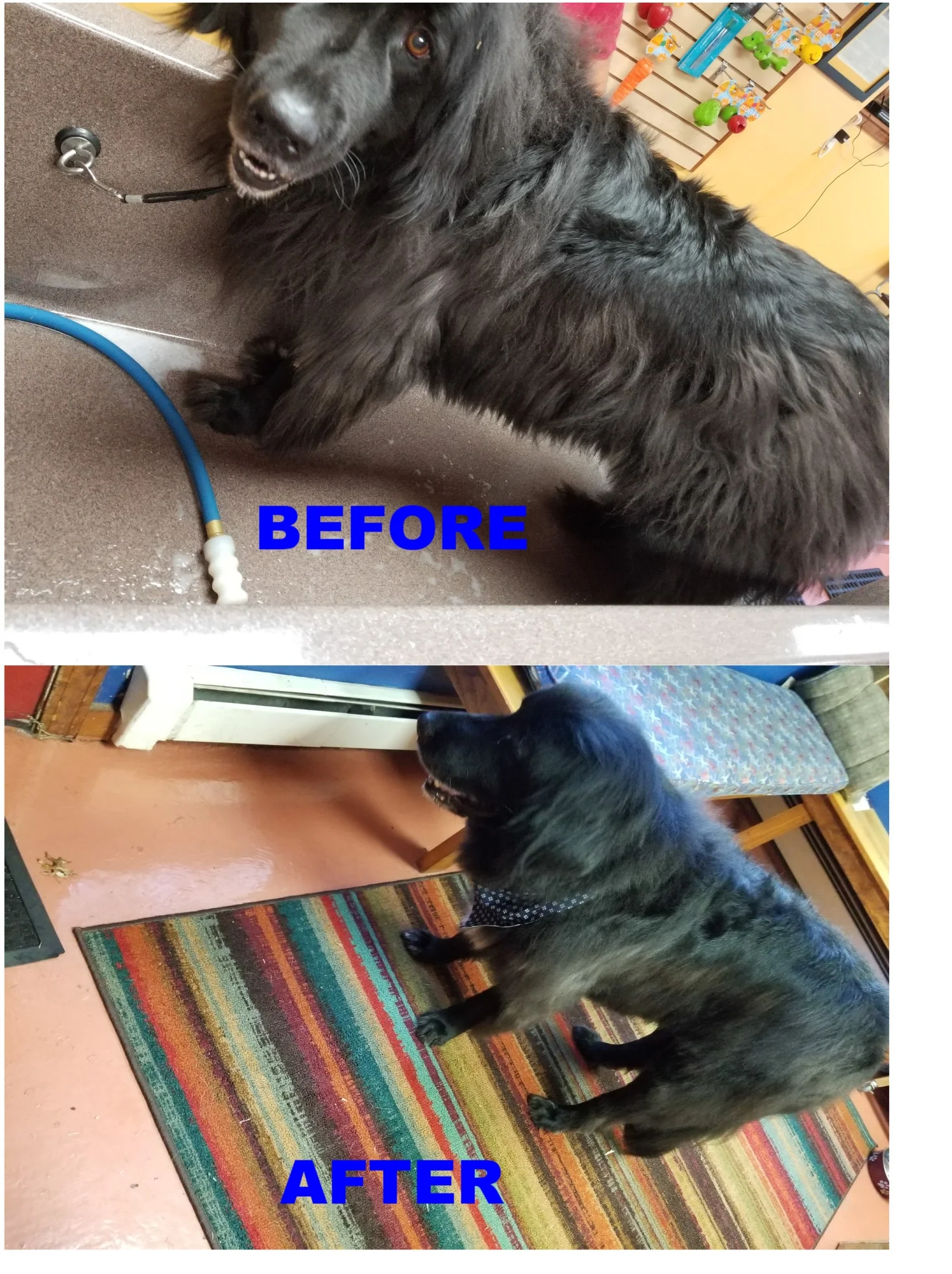 Grooming Before & After Pictures — Amherst Dog Wash