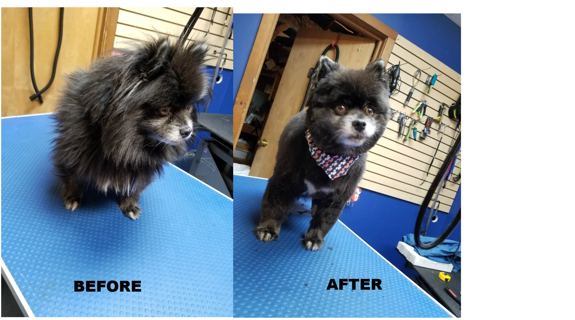 Grooming Before & After Pictures — Amherst Dog Wash
