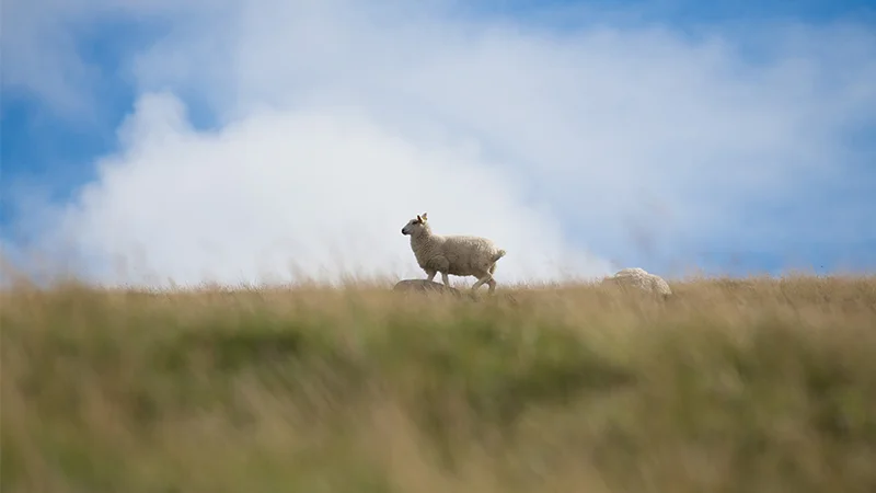 My Lost Sheep