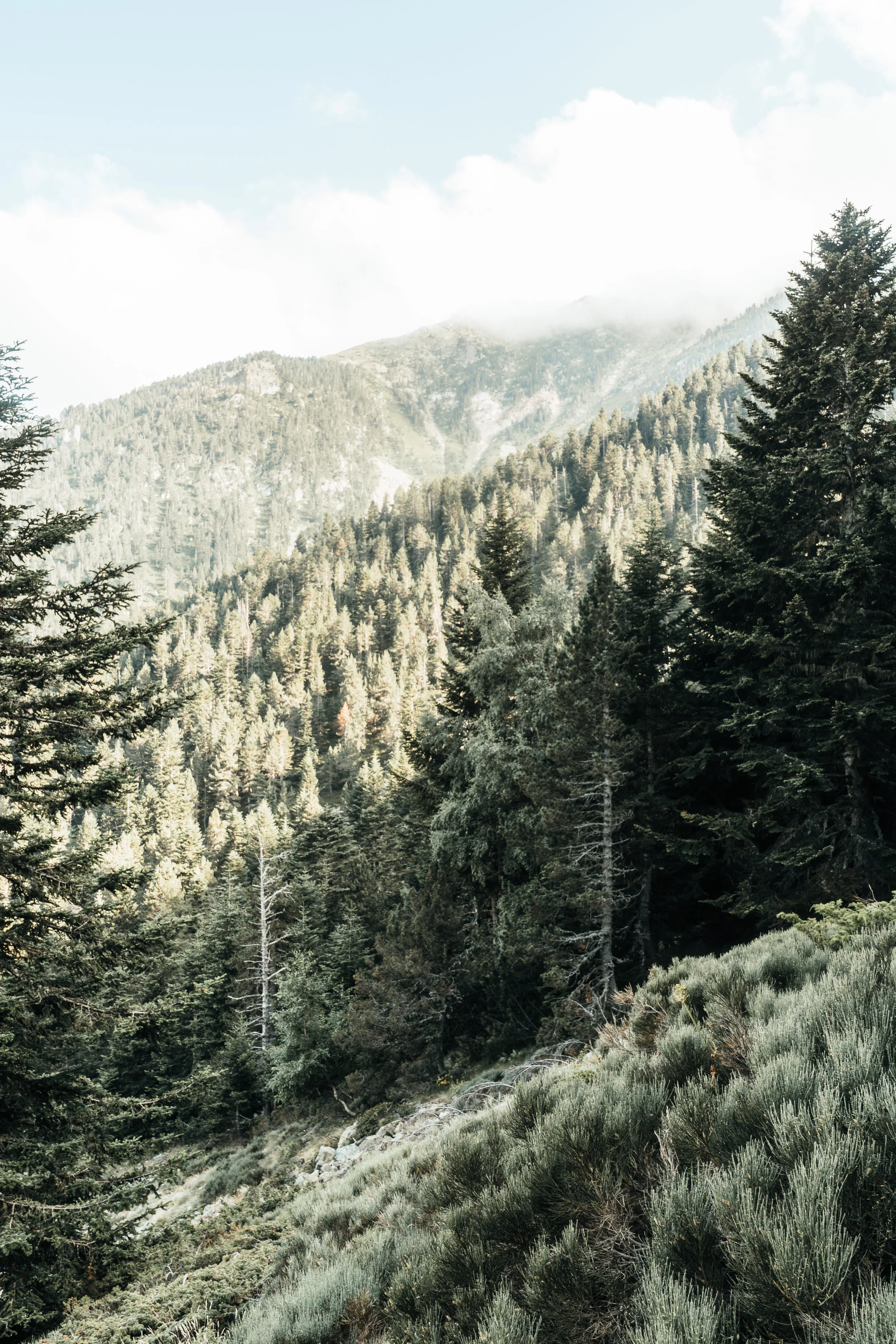 Green Forest
