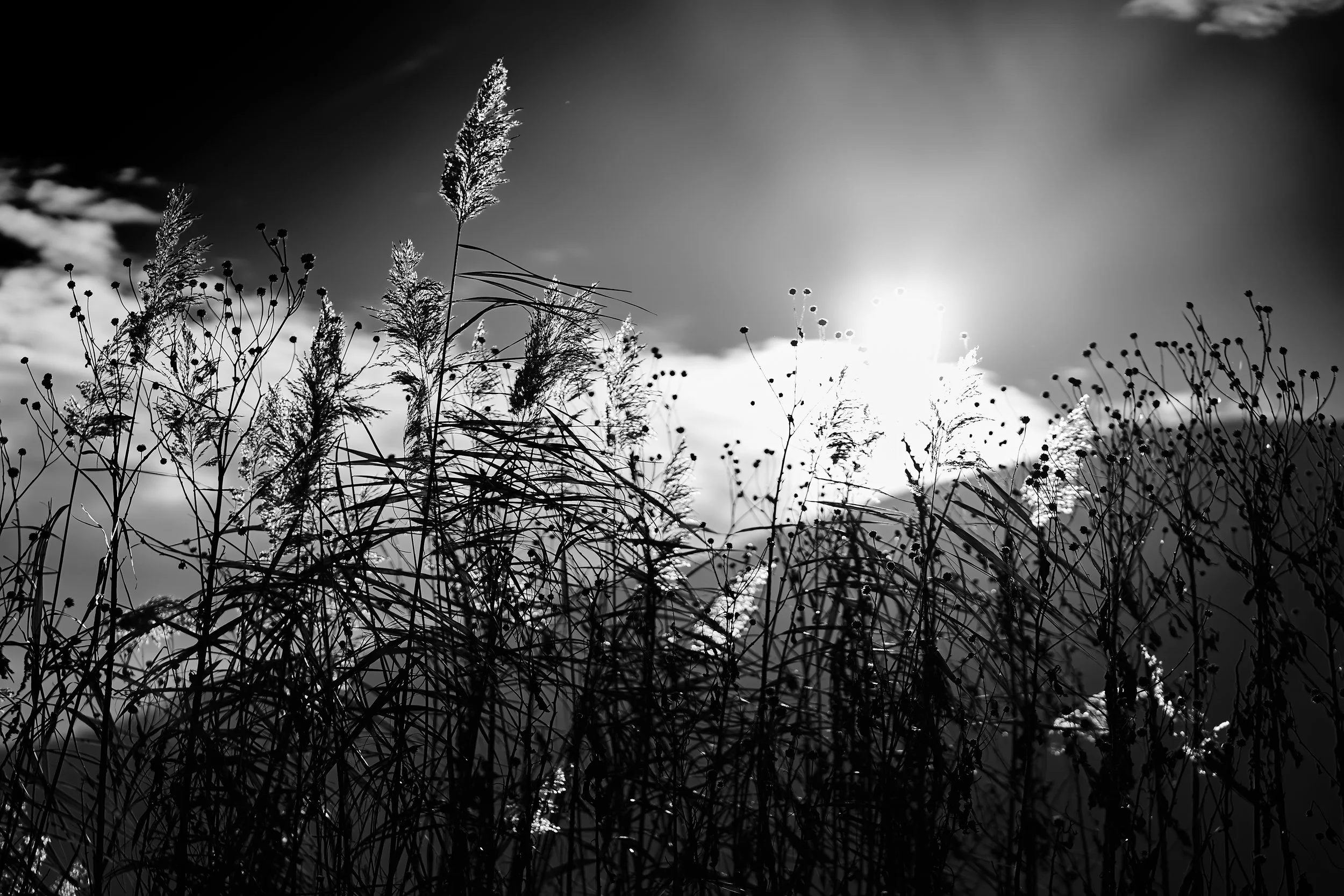 Sunshine between nature