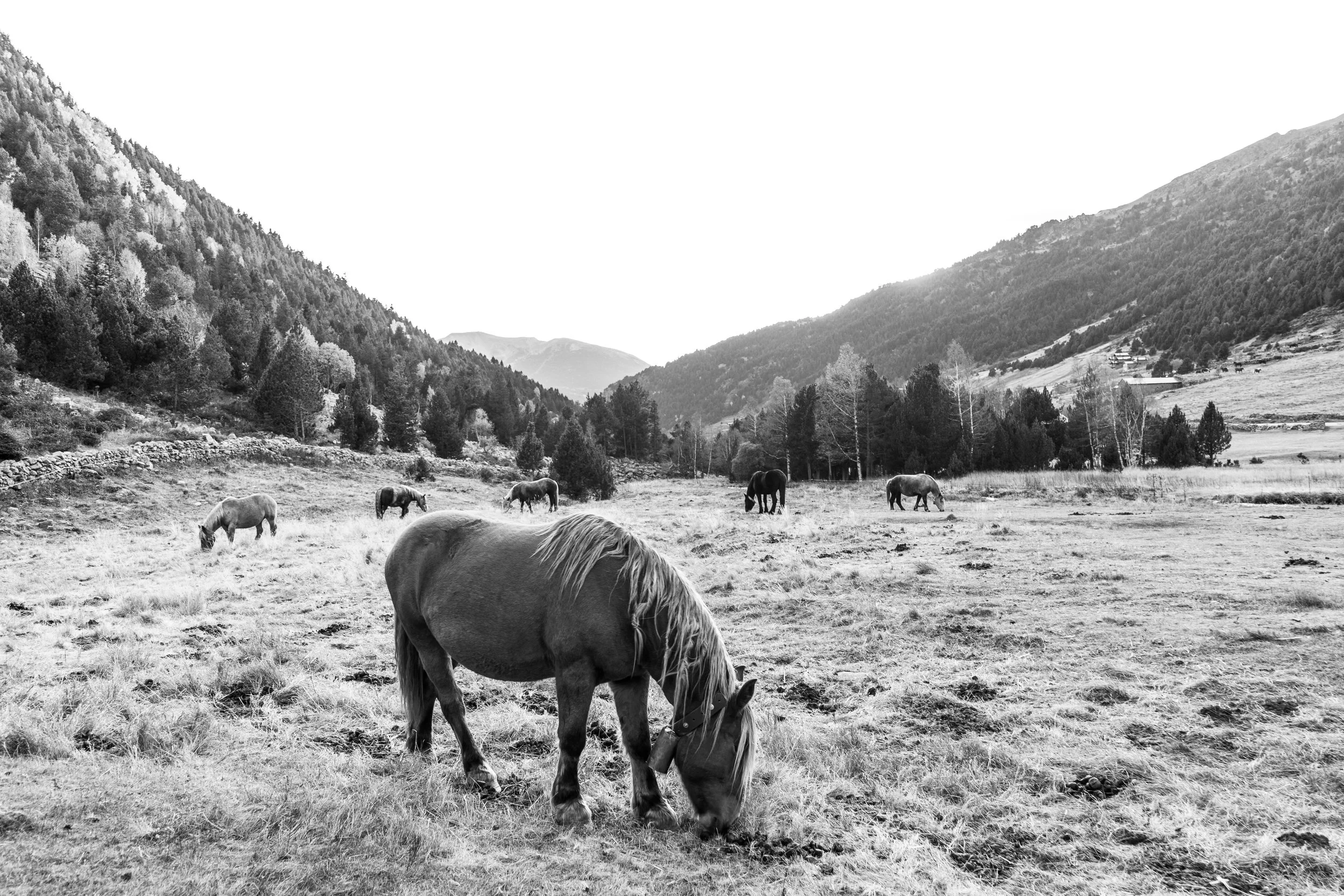 Vall d'Incles y su fauna