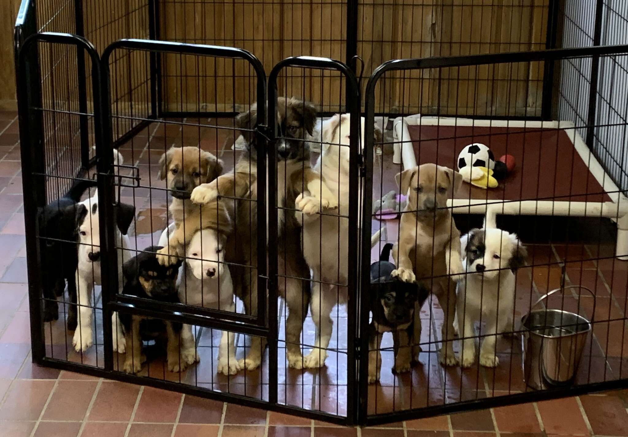 Patiently waiting for breakfast! 🥓🥞🥚
Some of these babies are still available to be reserved for adoption!
Check the details and apply to adopt here: https://www.animal-lifeline.com/adoptable-dogs
