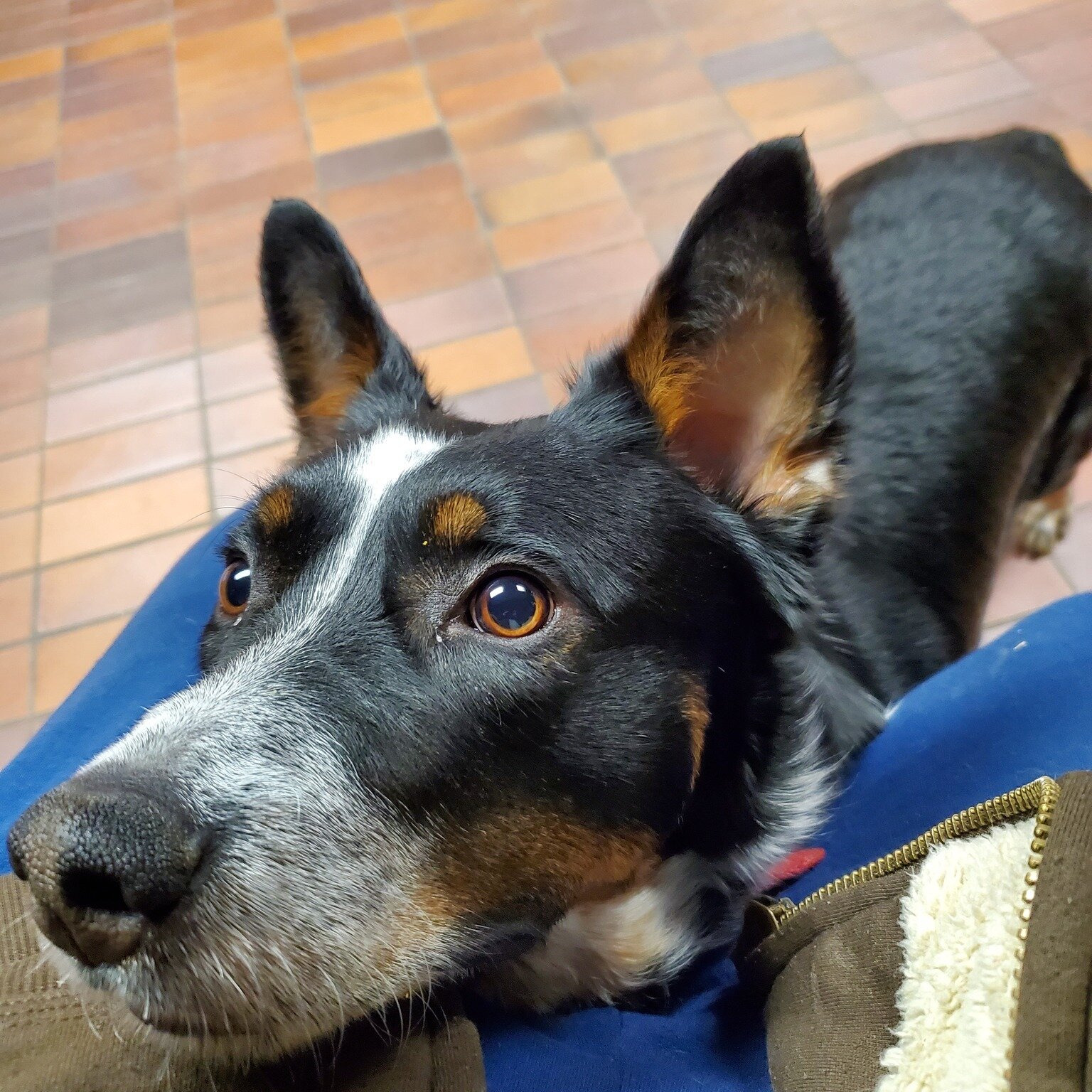 Boop!
Brody has a very boop-able snout!
Learn more about Brody here:
https://www.animal-lifeline.com/adoptable-dogs