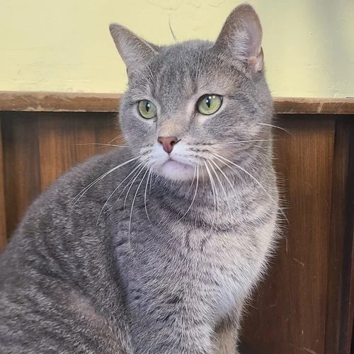 ADOPTABLE CATS ANIMAL LIFELINE OF IOWA visual data 7