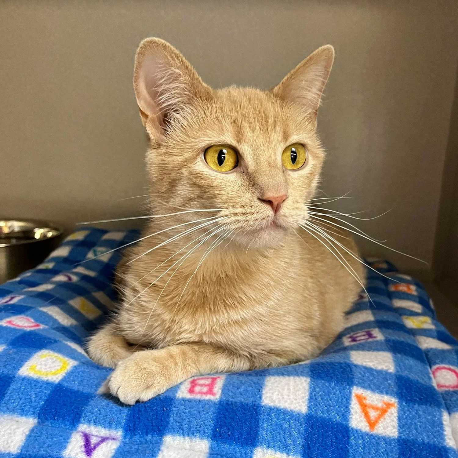 ADOPTABLE CATS ANIMAL LIFELINE OF IOWA visual data 4