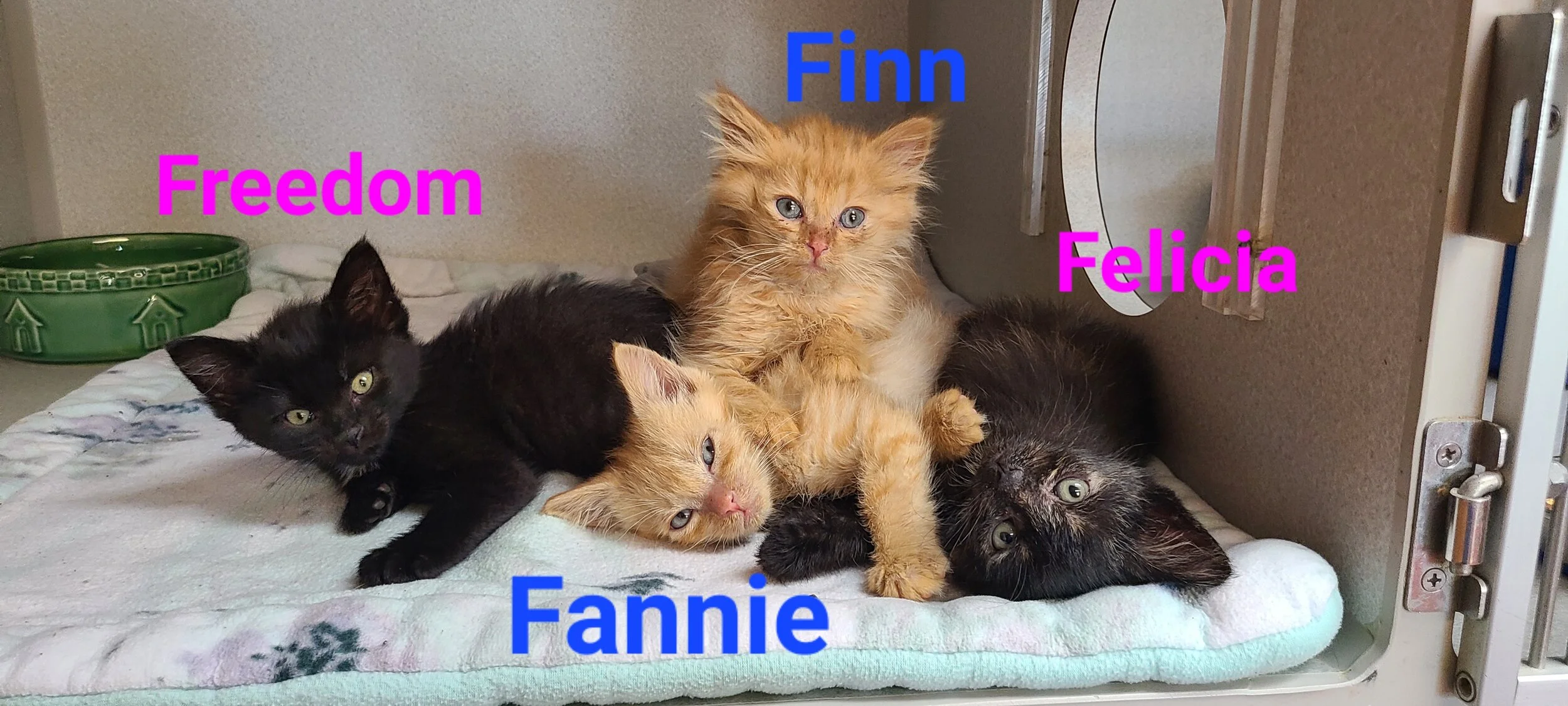 ADOPTABLE CATS ANIMAL LIFELINE OF IOWA visual data 2