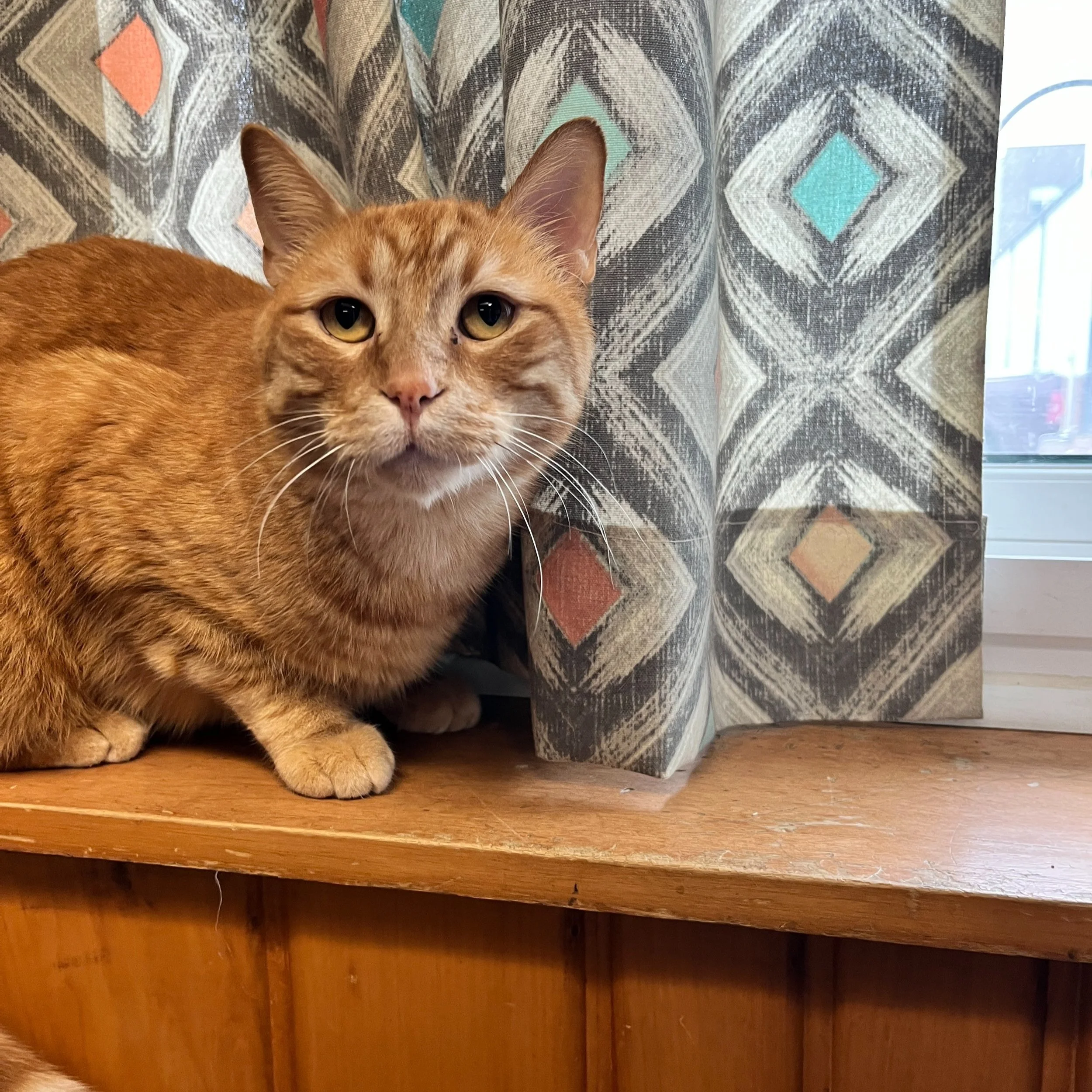 ADOPTABLE CATS ANIMAL LIFELINE OF IOWA visual data 6