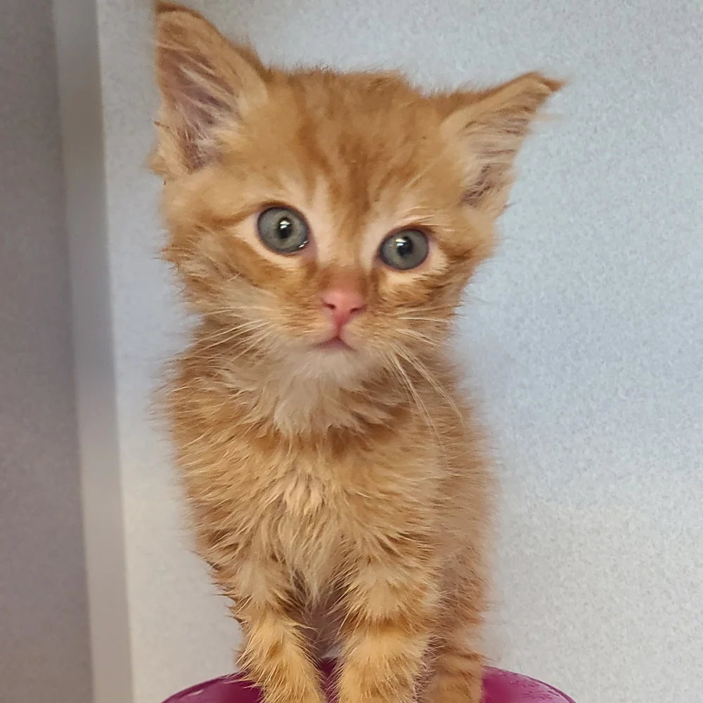 ADOPTABLE CATS ANIMAL LIFELINE OF IOWA intelligence overview