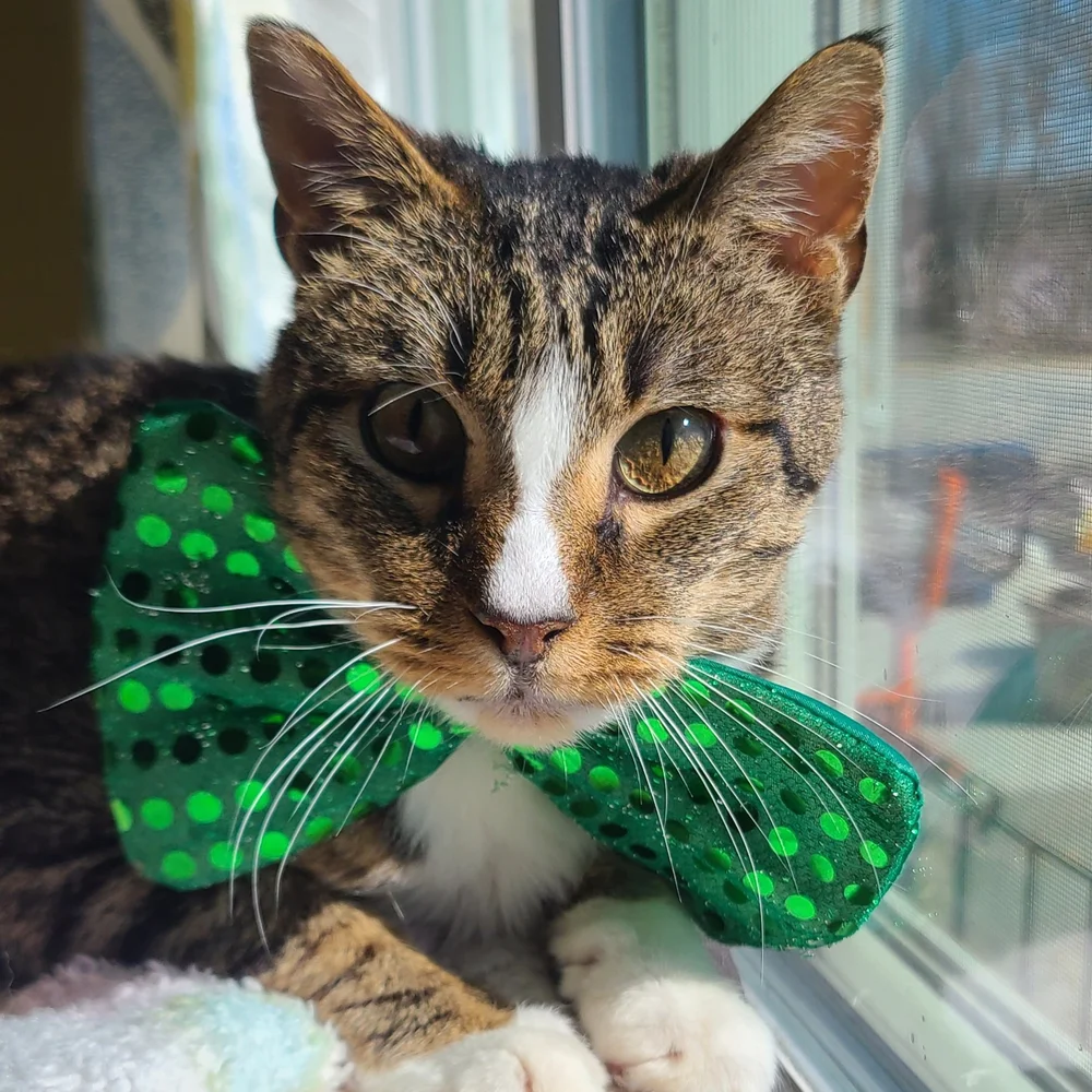 ADOPTABLE CATS ANIMAL LIFELINE OF IOWA visual data 8