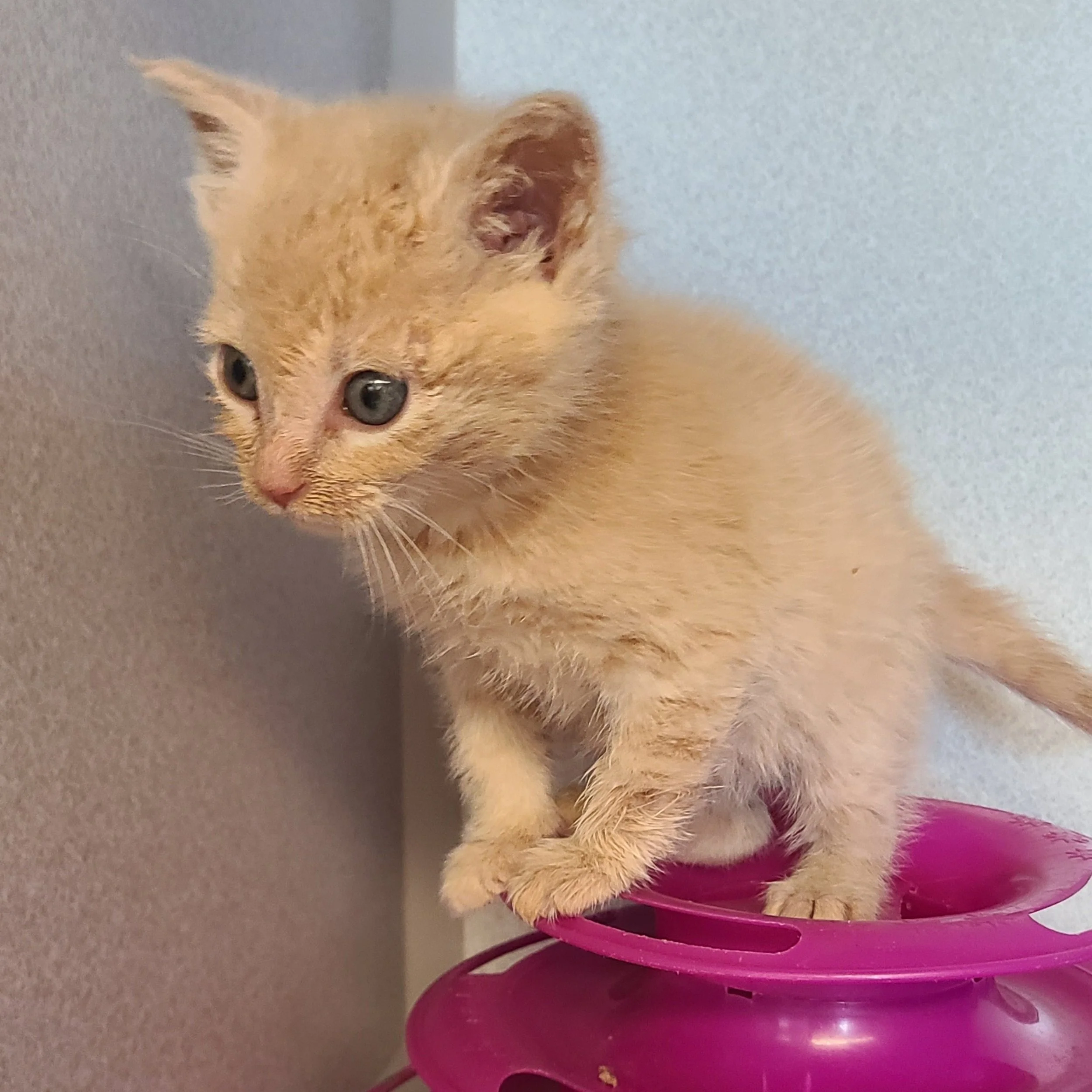 ADOPTABLE CATS ANIMAL LIFELINE OF IOWA visual data 3