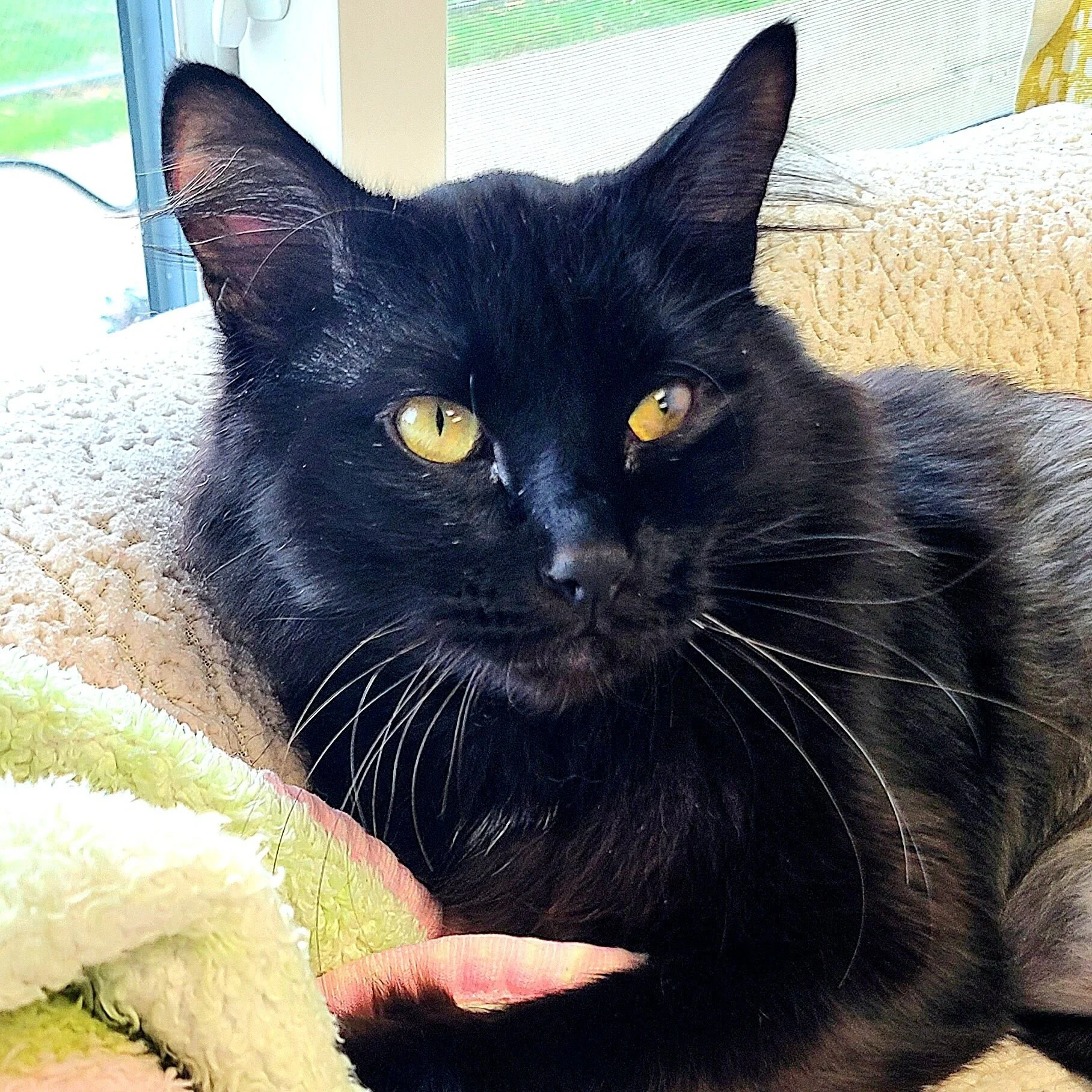 ADOPTABLE CATS ANIMAL LIFELINE OF IOWA visual data 5