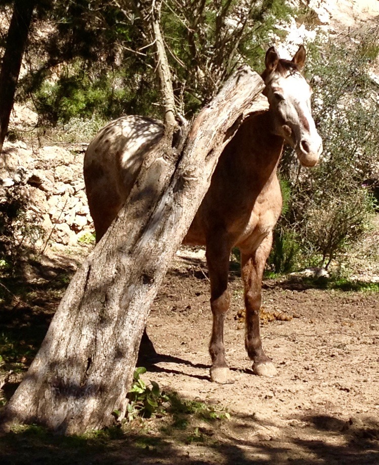 Strong horse rescued at Ibiza Horse Valley Sanctuary and Charity