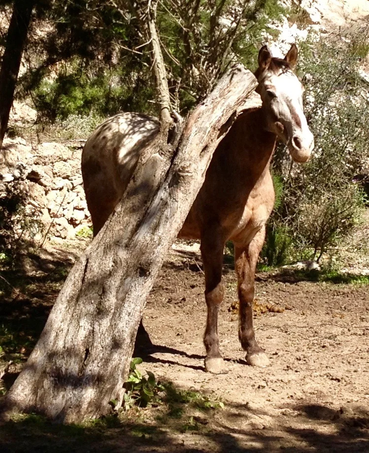 Indio