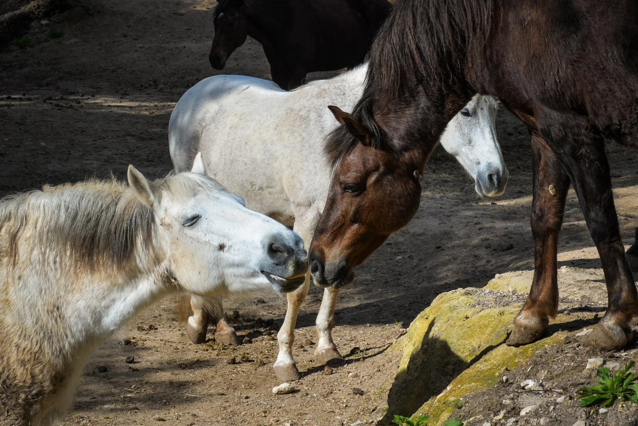 Horse experience Ibiza at the beautiful Ibiza Horse Valley Sanctuary and Charity nature