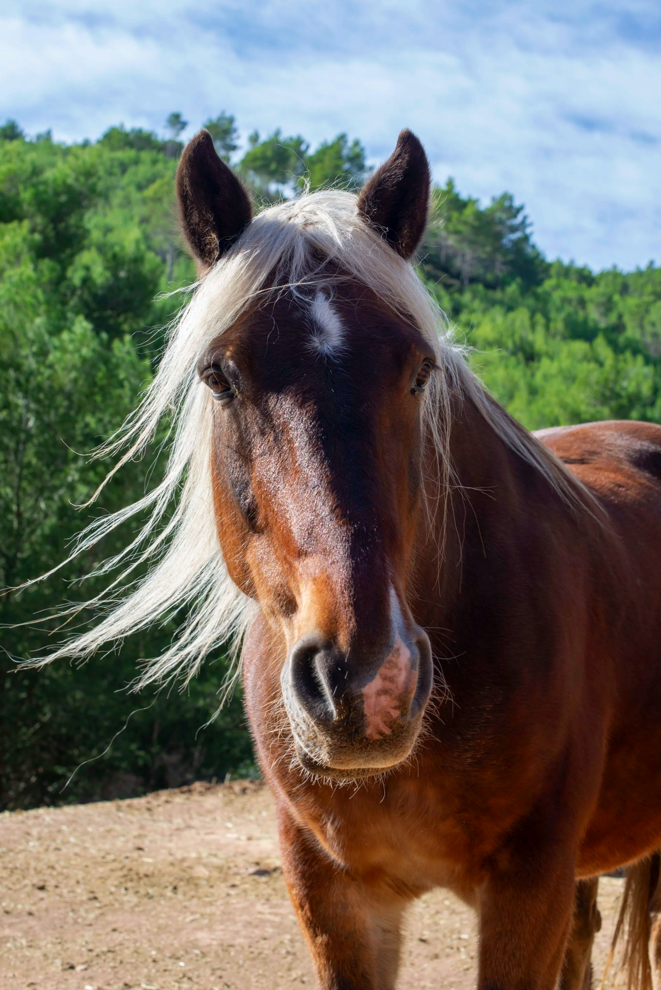 Beautiful black forest horse at Ibiza Horse Valley Sanctuary in the North of Ibiza