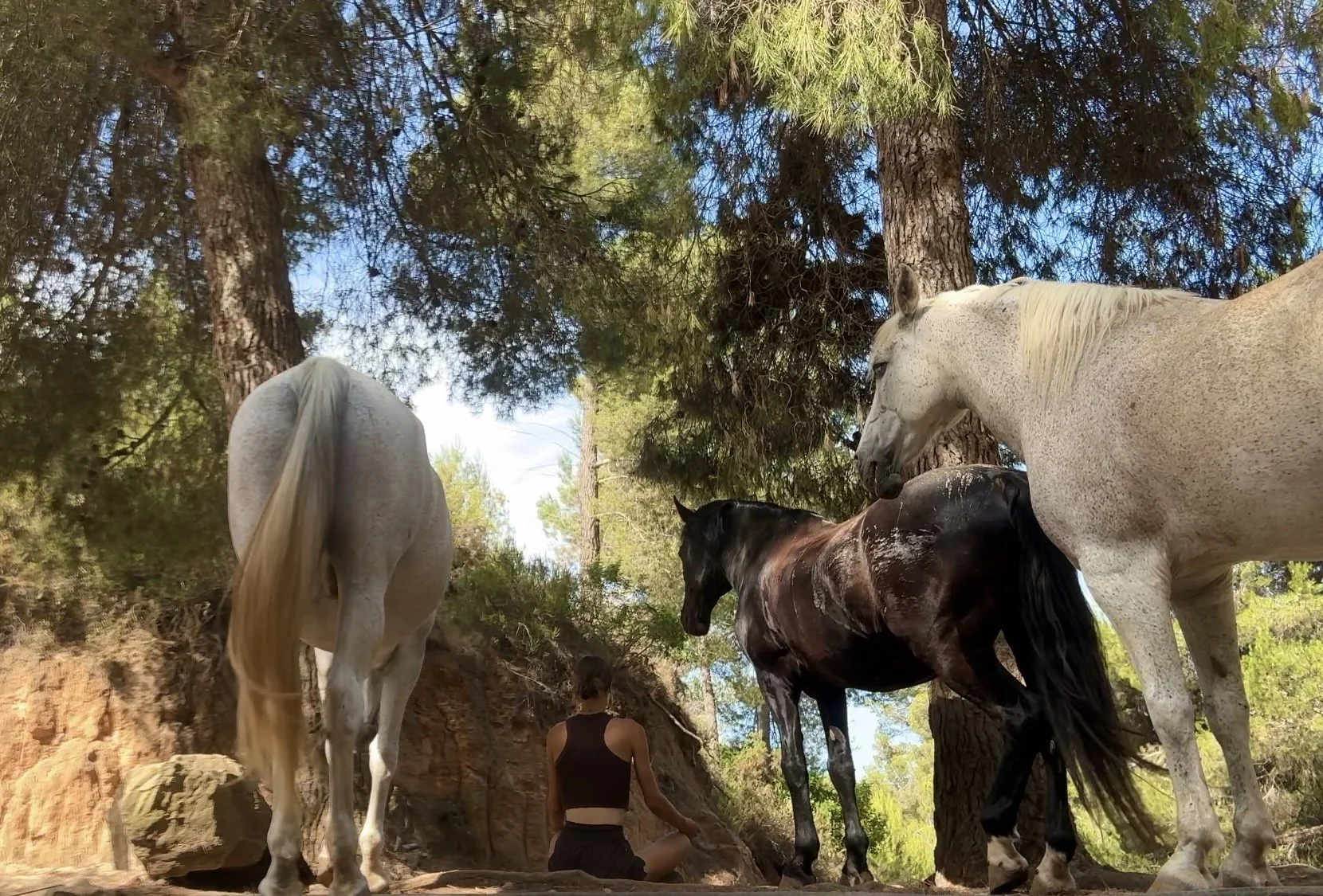 Horse Human Connection Retreats at Ibiza Horse Valley Sanctuary