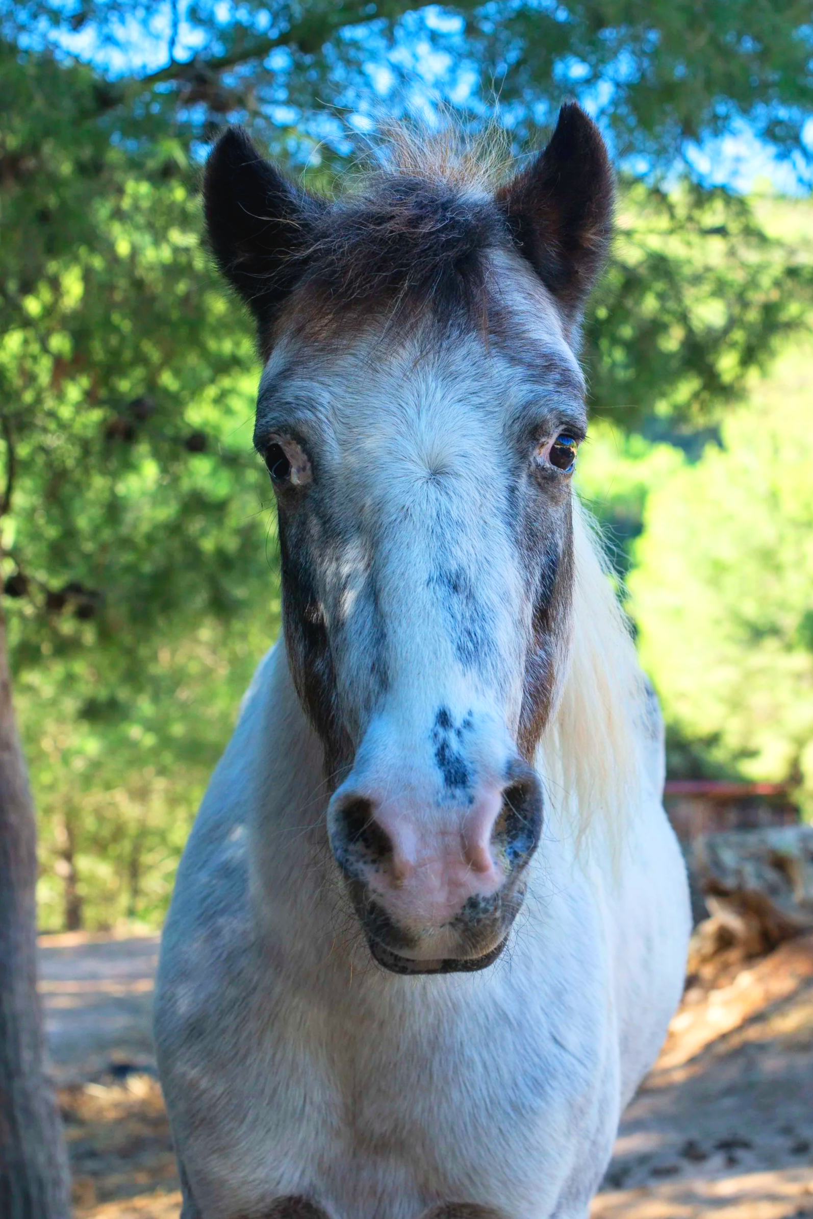 Cute pony rescued from abandonment at Ibiza Horse Valley Sanctuary and Charity