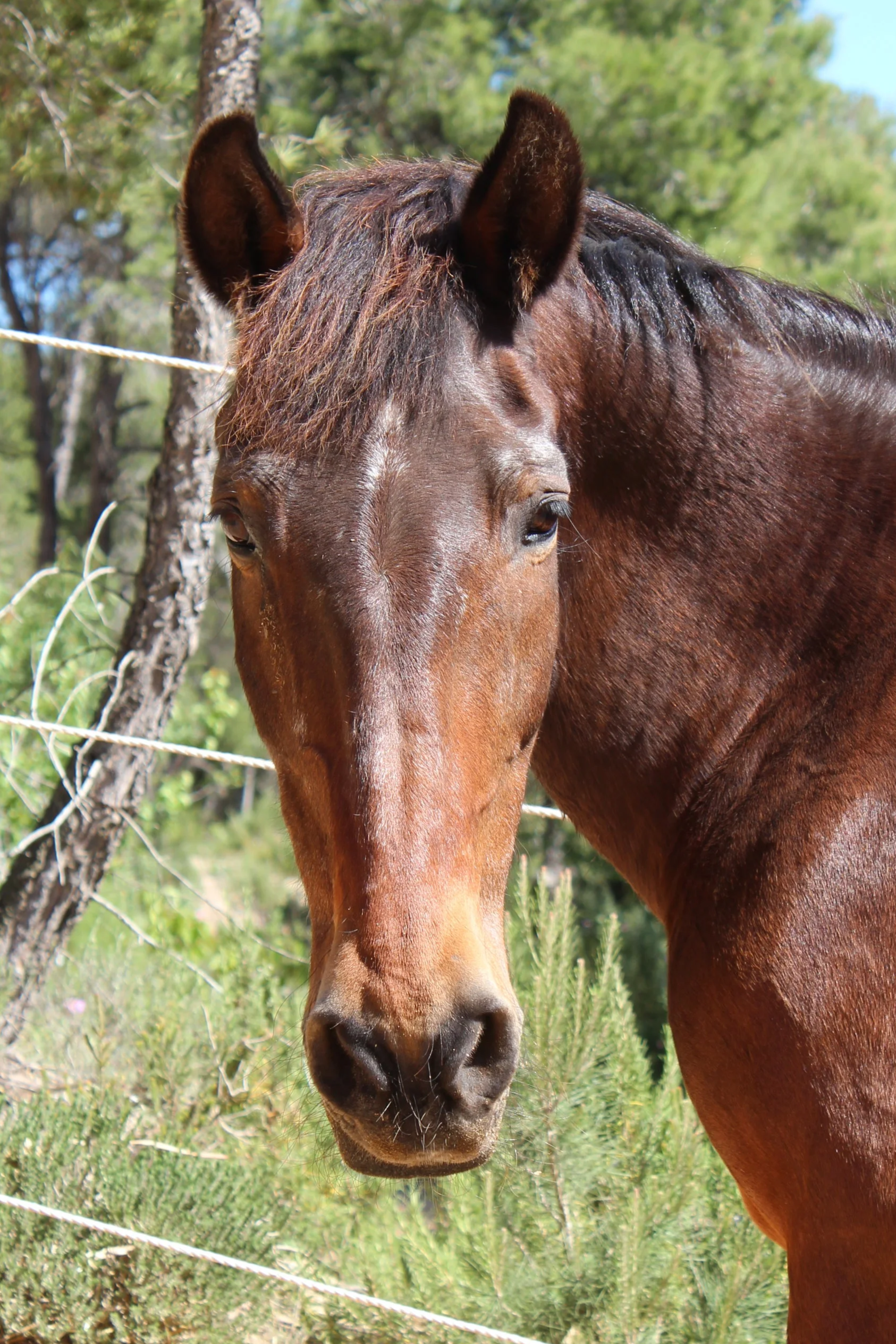 Experience nature and healing at Ibiza Horse Valley Sanctuary and Charity