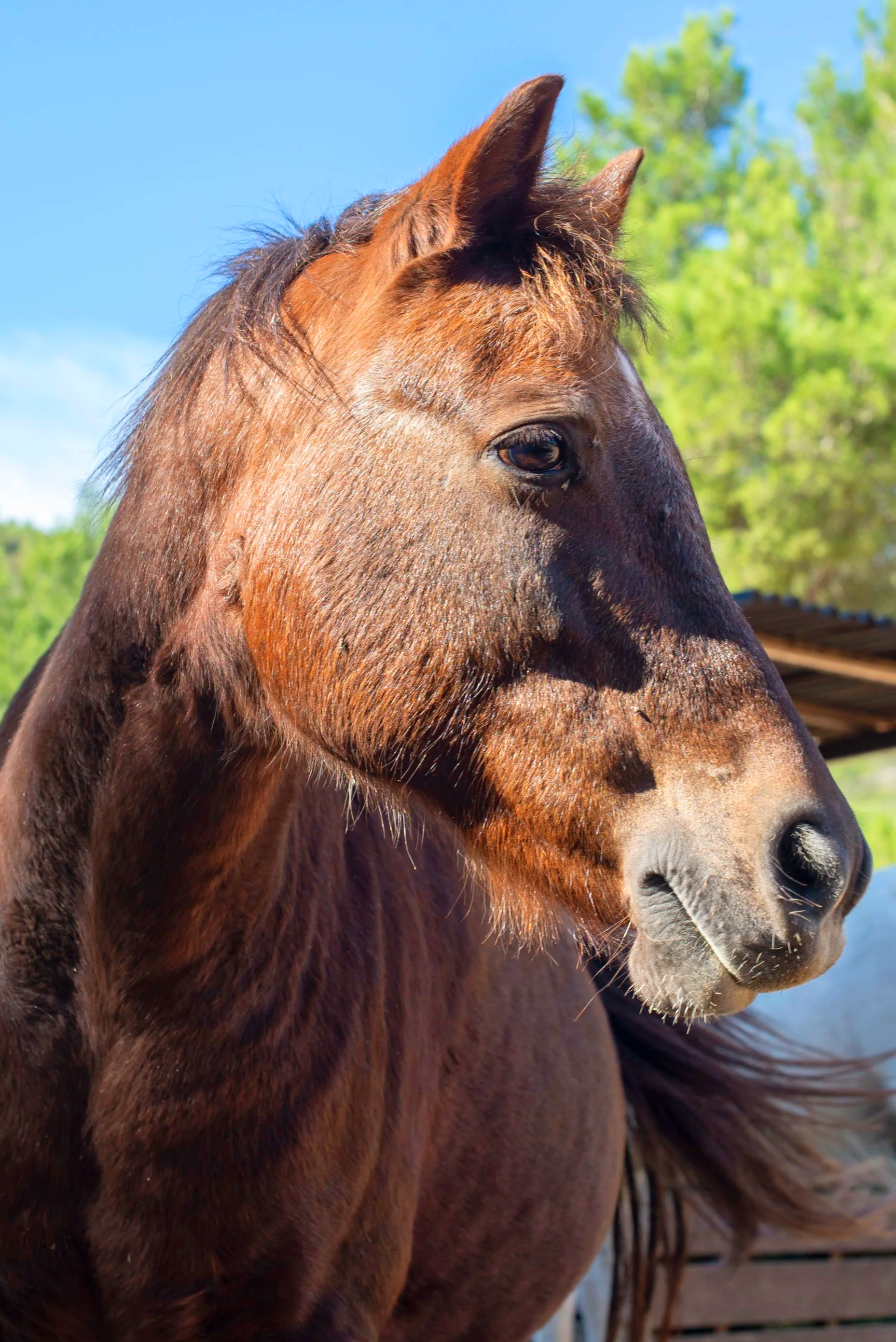 Beautiful pony at Ibiza Horse Valley Sanctuary and Charity